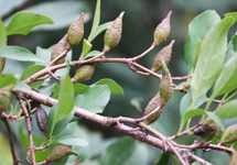 fructus forsythiae